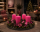 4er Set Adventskranzkerzen Pink | Wiedemann Kerzen
