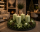 4er Set Adventskranzkerzen Aloe Vera | Wiedemann Kerzen